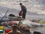 Whales stranded in Australia