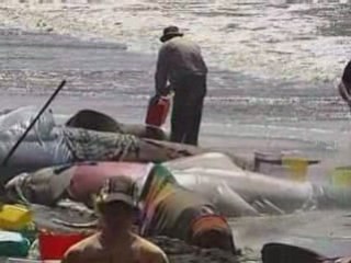 Whales stranded in Australia