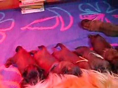 24.02. 2009 NAISSANCE CHIOTS BALINKA SUITE 009