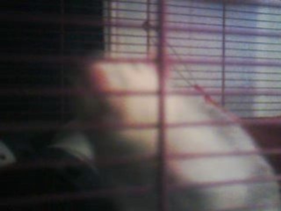 Romulu et Rémus mes rat et Logan mon Octodon