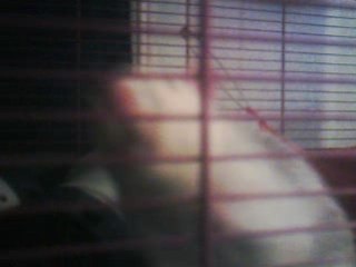 Romulu et Rémus mes rat et Logan mon Octodon