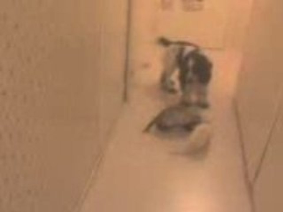 MOV00013