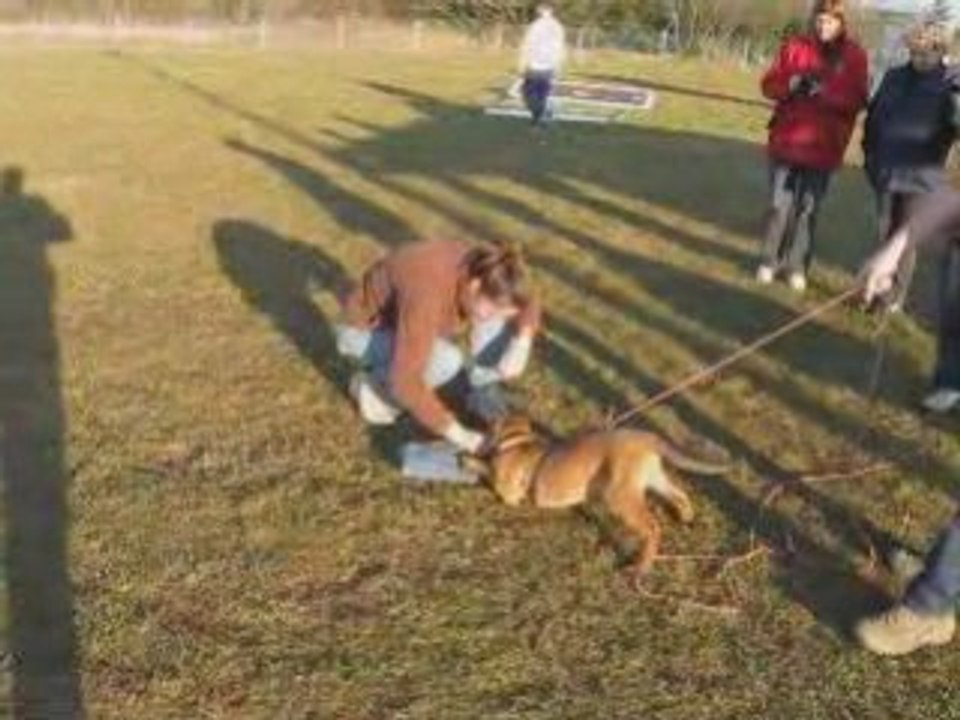 DOGTRA du Domaine d'Orca débourrage 3 mois