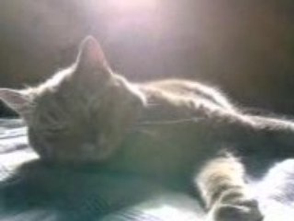 Aldo le chat