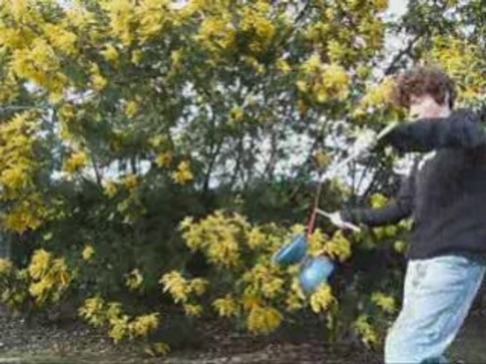 Parasol en excalibur, Diabolo