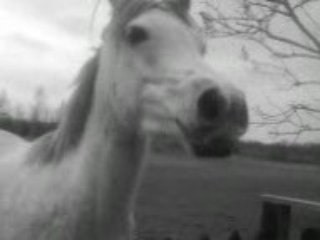 Aila qui fais la folle