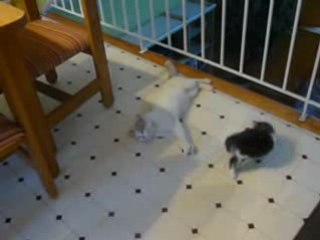 Un Chaton joue et chute