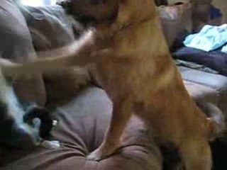 combat de boxe entre chien et chat