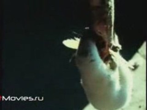 В объективе животные. Императорская мантия и ее носитель