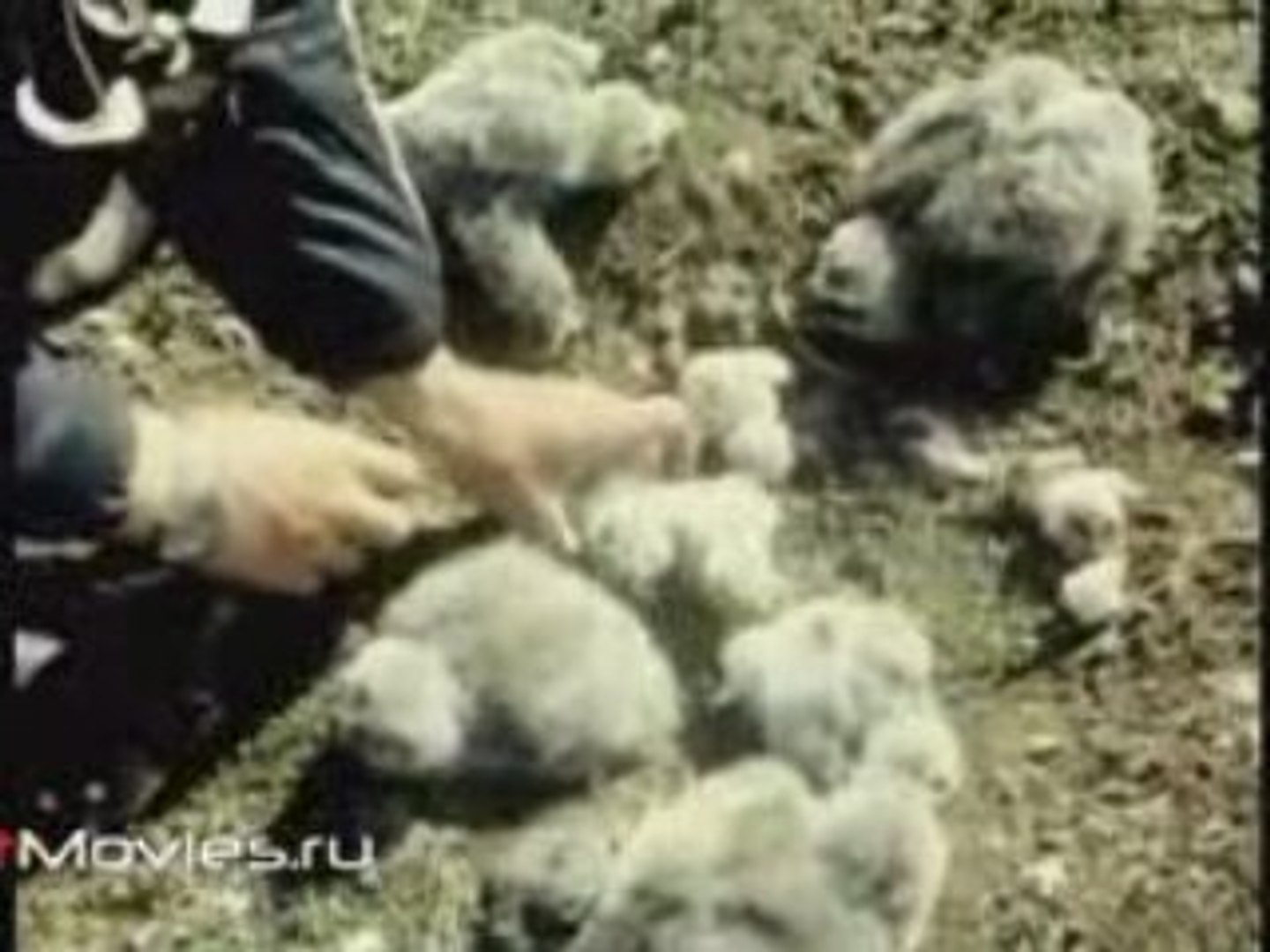 ⁣В объективе животные. Белая сова