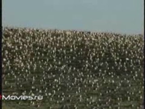 Загадка таймырской миграции