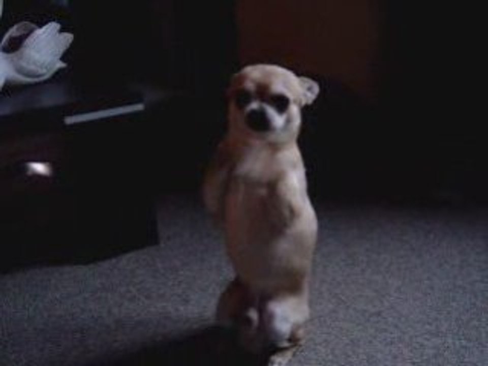 Chien dréssé 2ème (Chihuahua)