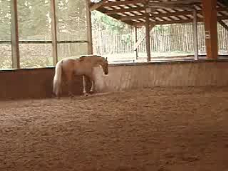Pony carnaval 084