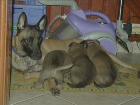 vidéo Cannelle et les petits 2 jours à 4 semaines