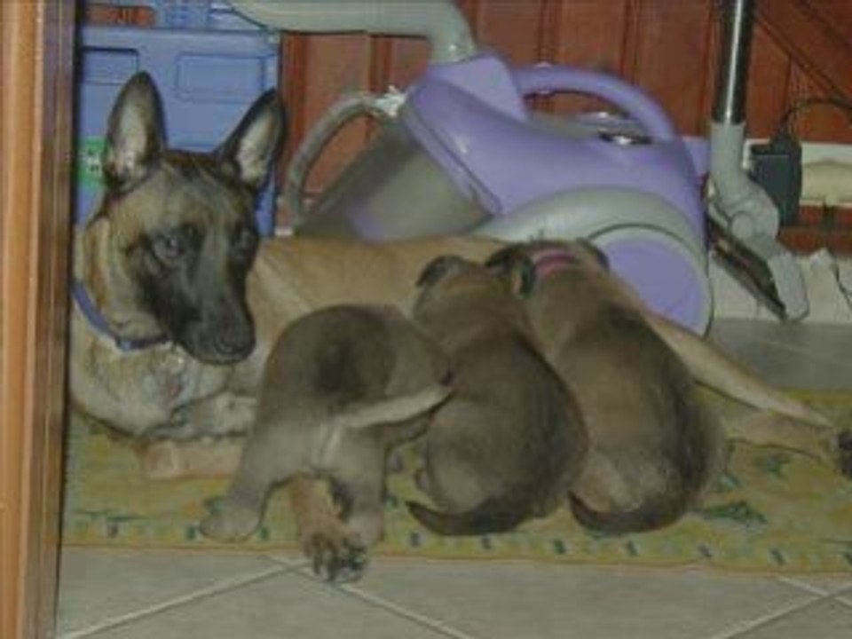 vidéo Cannelle et les petits 2 jours à 4 semaines