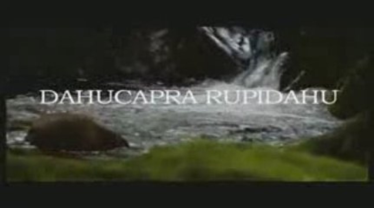 Court metrage documentaire Le Dahucapra Rupidahu