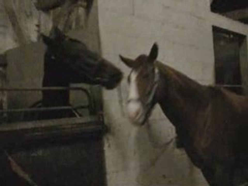 Qoeur de Brenne et Médium des Genets