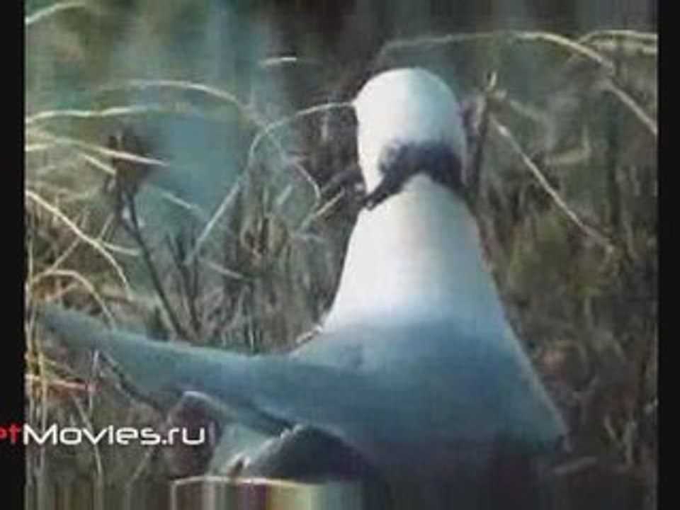 В объективе животные. Розовая чайка