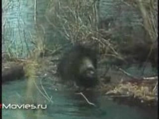 В объективе животные. Заяц-русак