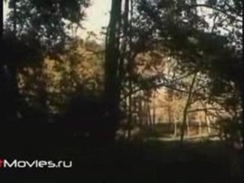 В объективе животные. Волк