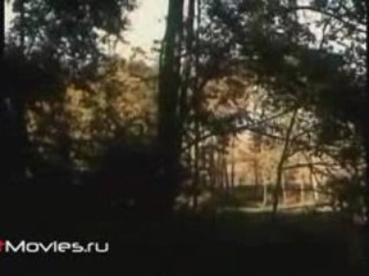 ⁣В объективе животные. Волк