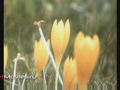 В объективе животные. Зубр