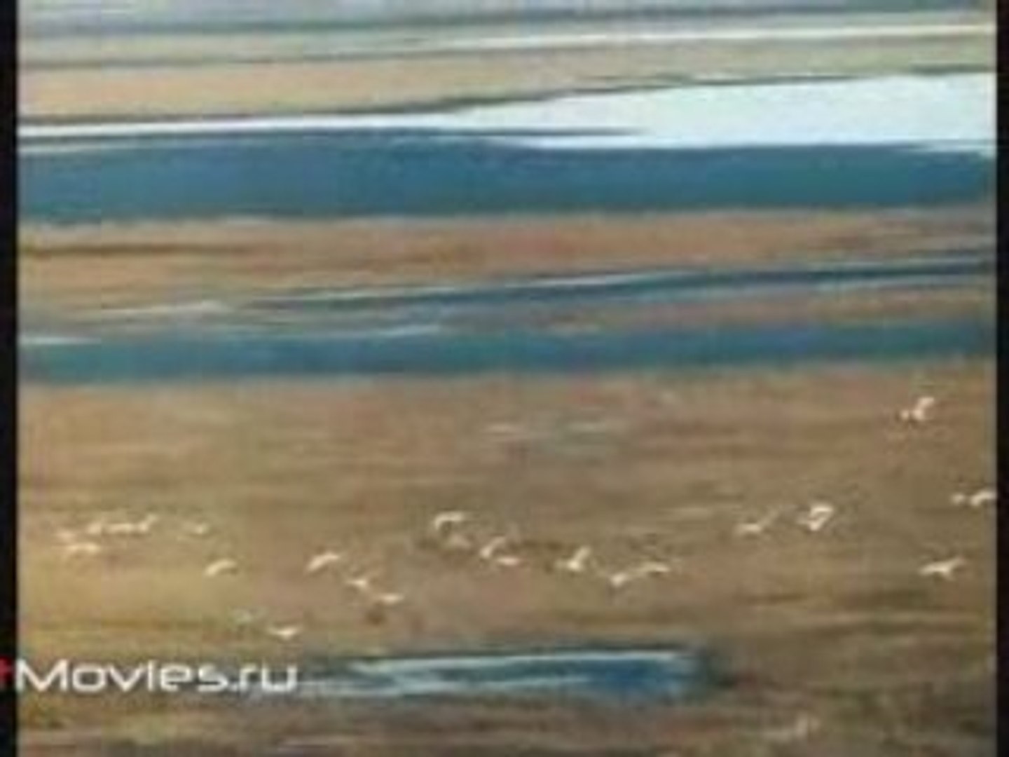 ⁣В объективе животные. В поисках белого кречета