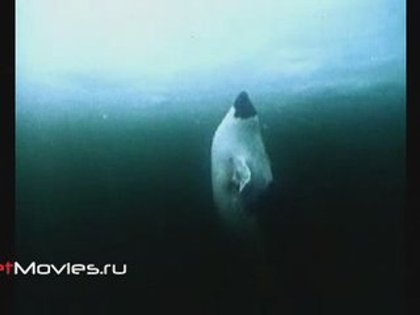⁣В объективе животные. Гренландский тюлень