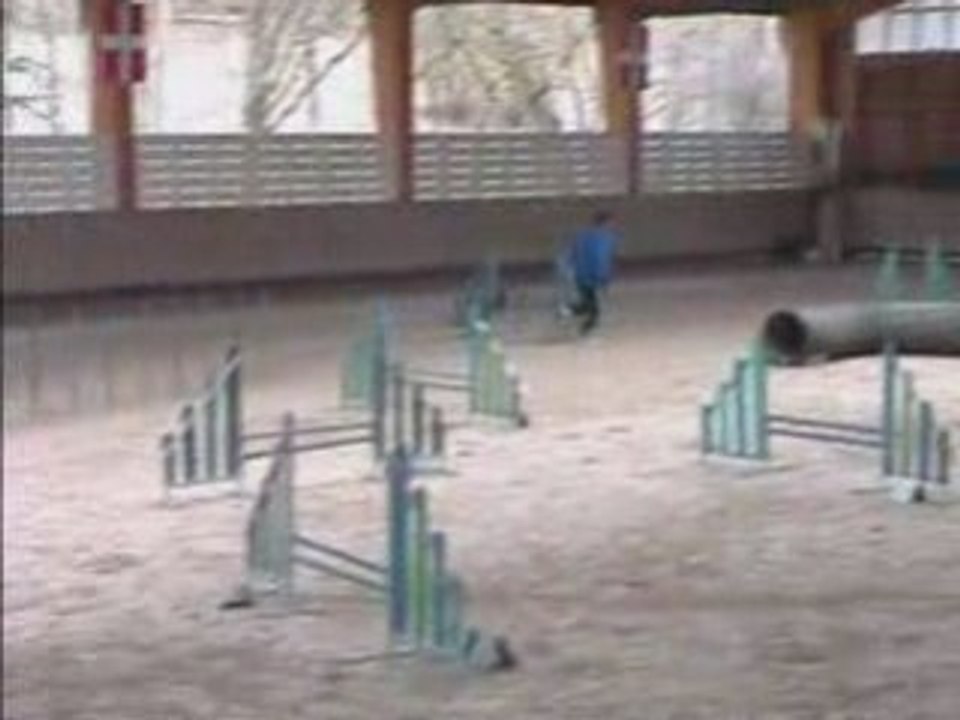 Blueberry Jumping Agility St Martin Bel 09/03/2008