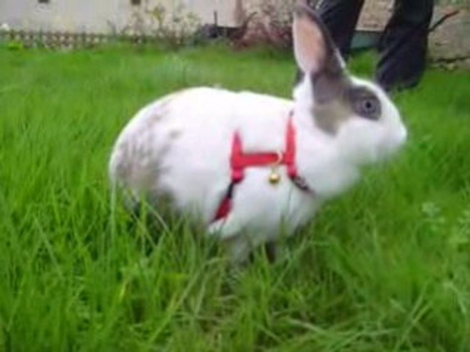 Junior dans le jardin