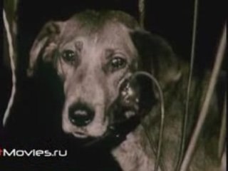 Физиология русской жизни