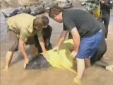 Whales Stranded in Tasmania