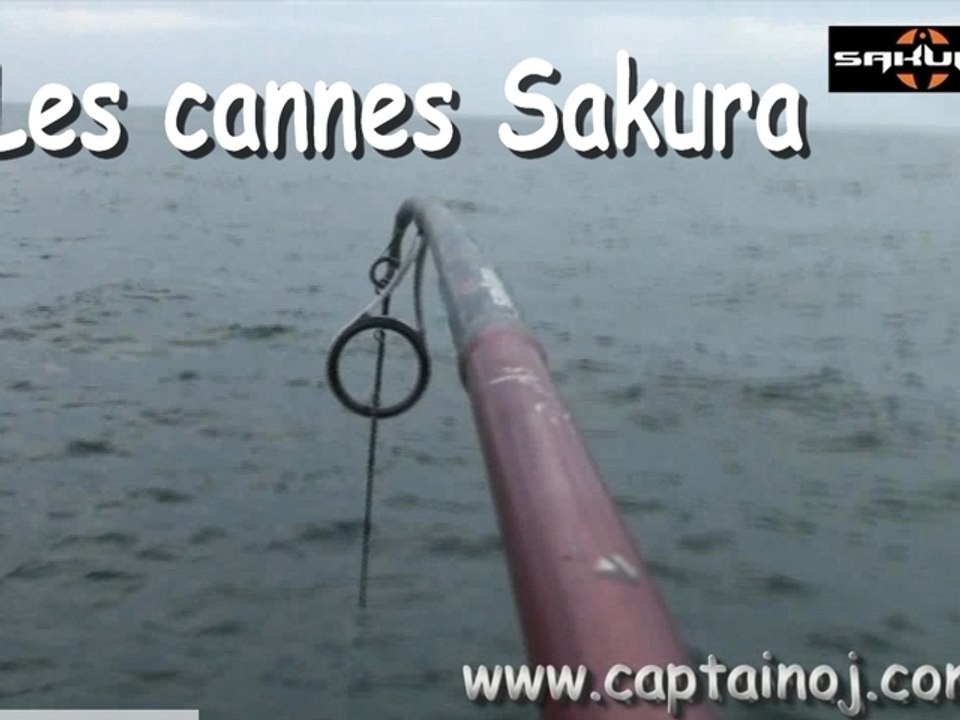 Les cannes Sakura sur mon Yacht 2009