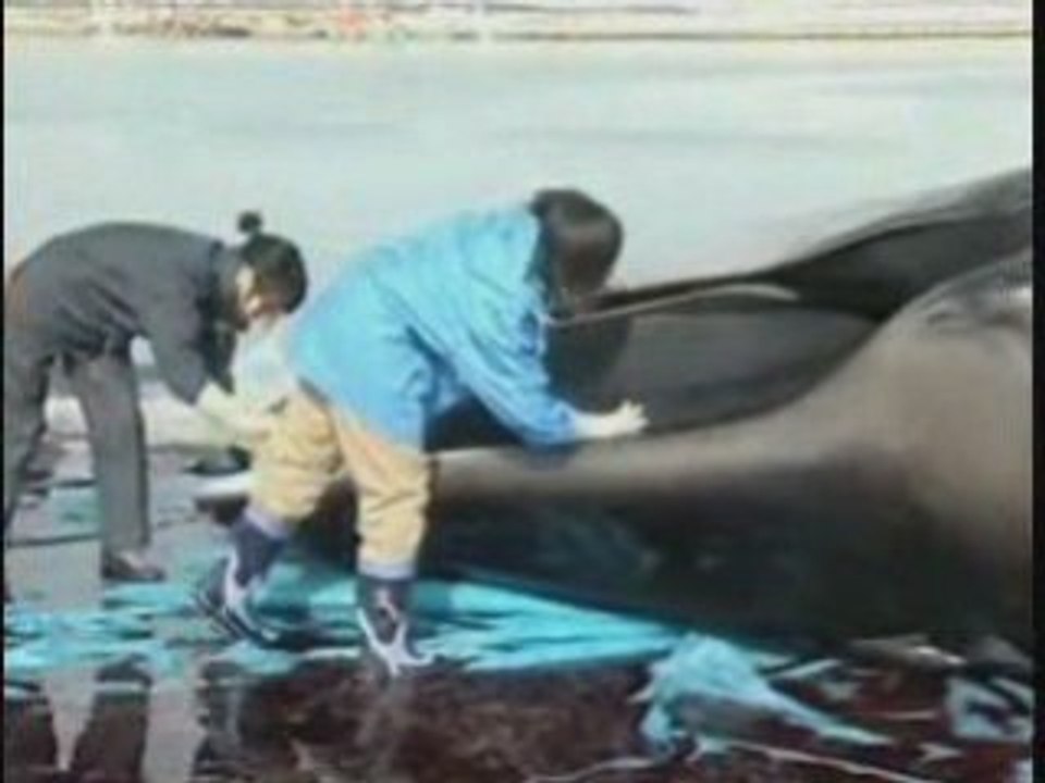 巨大クジラの死がいが船に引っかかる 090301