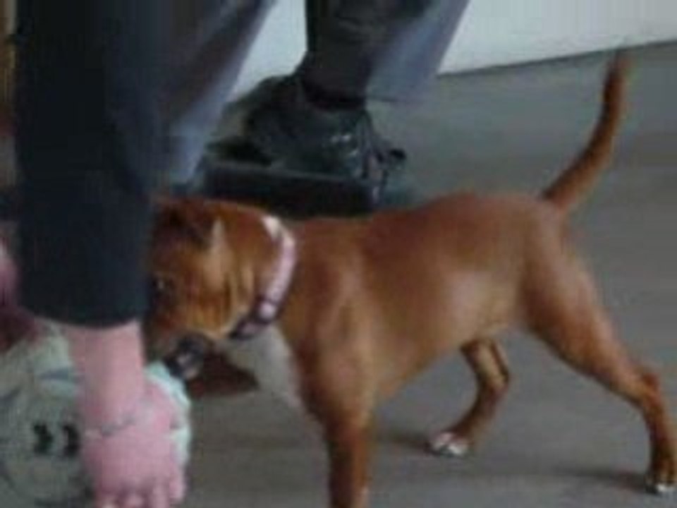 dona staffie rouge ballon