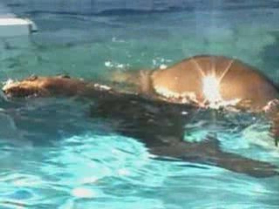 Otaries