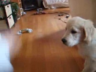 Dressage de diablo...pas toujours très probant