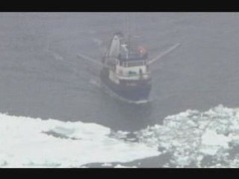 Canadian hunters killing baby harp seals