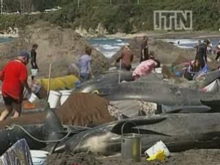 Stranded whales freed