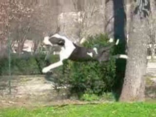 amstaff orka tro belle