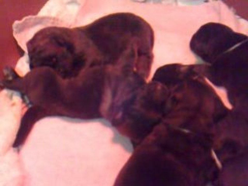 Bebes callas 18-02-09 1