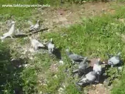 taklacı güvercin videosu