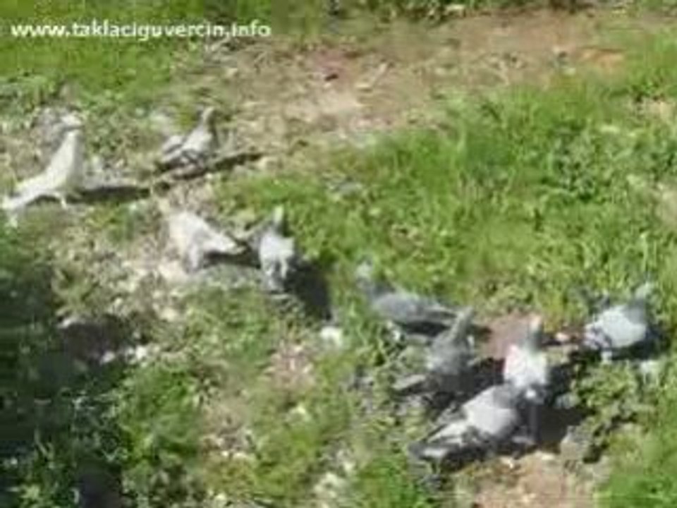 taklacı güvercin videosu