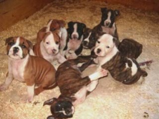 elevage amstaff du royaume d'isis