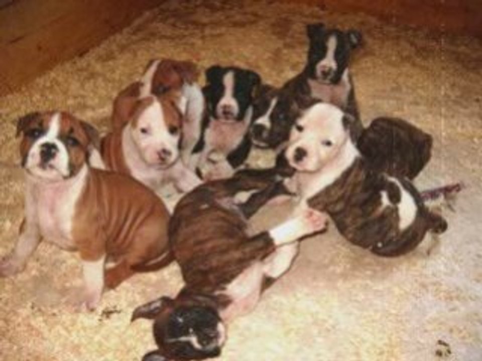 elevage amstaff du royaume d'isis