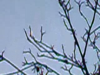 moon branches