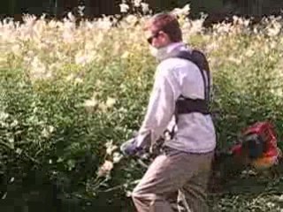 Tha : Tintange 2008 - Précamp : les reines-des-prés