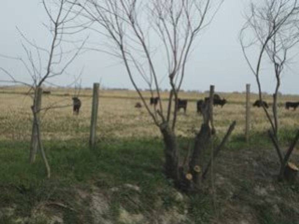 Cote Bleue-Camargue  28.02.09