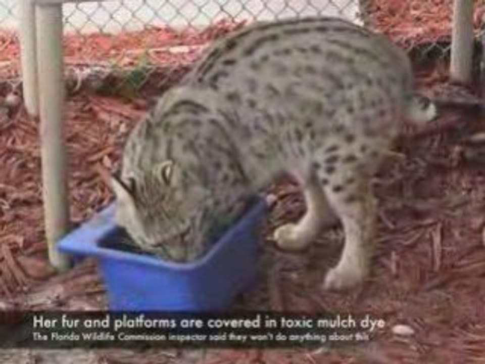 Tiger Shed Bobcat Box