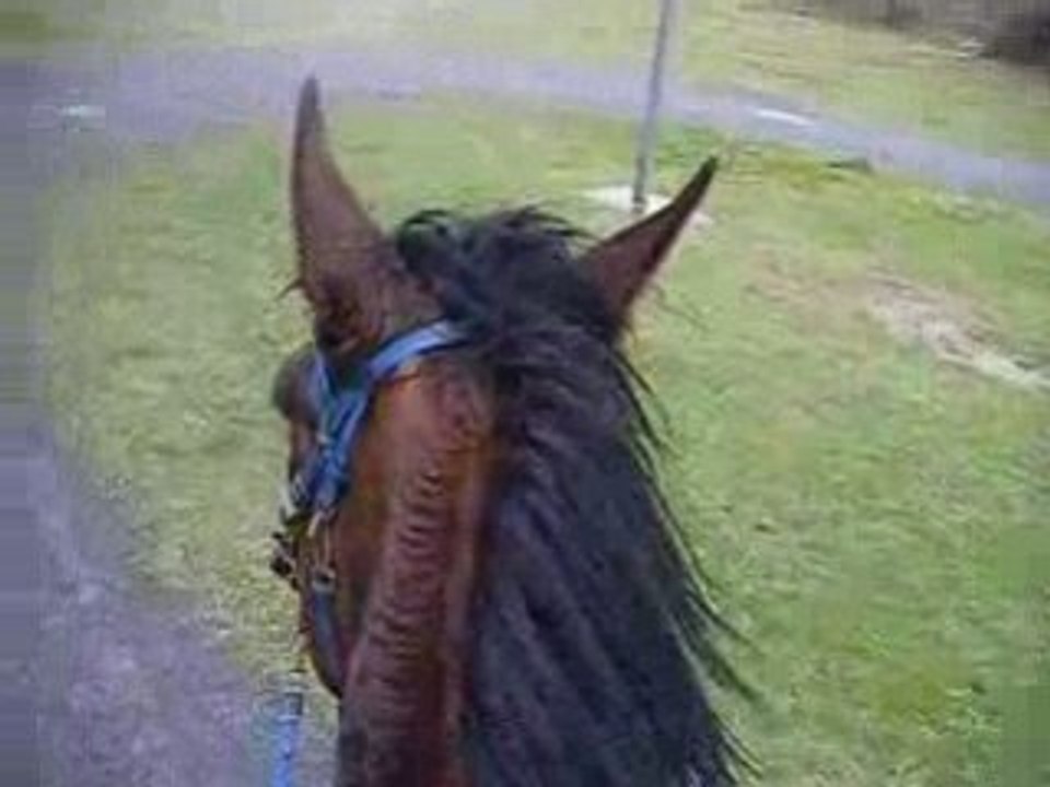 Plage chevaux